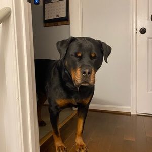 Meet your Posher, Ellie